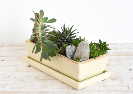 potted plants and stones in a potの写真素材