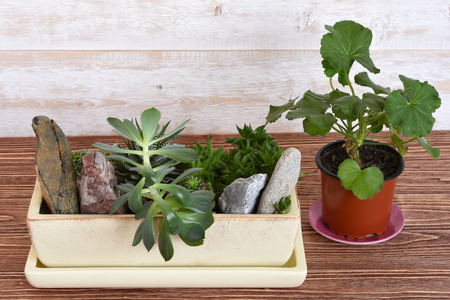 potted plants and stones in a potの写真素材