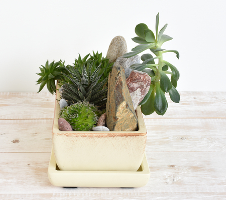 potted plants and stones in a potの写真素材