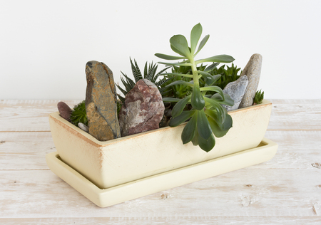 potted plants and stones in a potの写真素材