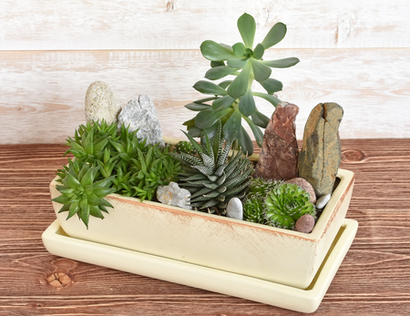 potted plants and stones in a potの写真素材