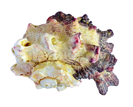 shell. sea molluskの写真素材