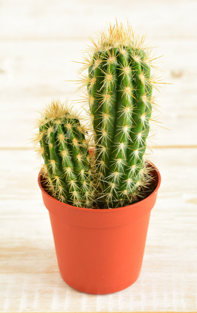 Potted plants. room flowers in a pot. cactusの写真素材