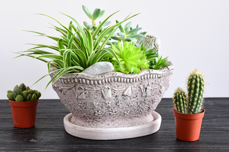 potted flowers. room flowers in a potの写真素材