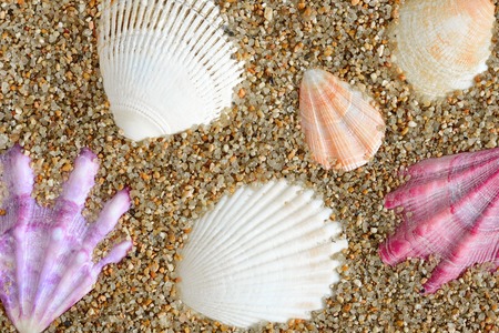 shell. sea mollusk
