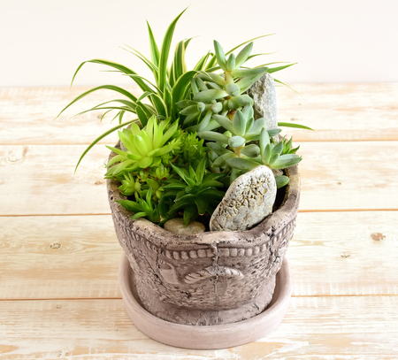 potted flowers. room flowers in a potの写真素材