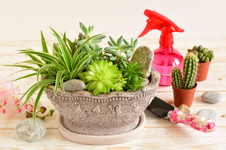 potted flowers. room flowers in a potの写真素材