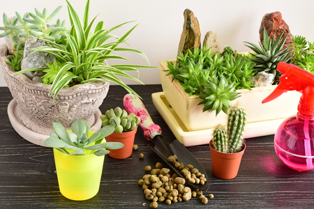 potted flowers. room flowers in a potの写真素材