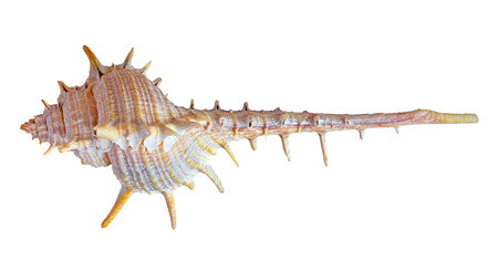 shell. sea molluskの写真素材