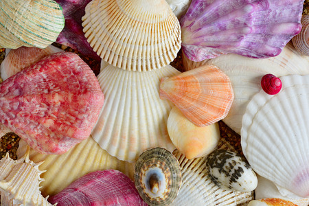 shell. sea molluskの写真素材