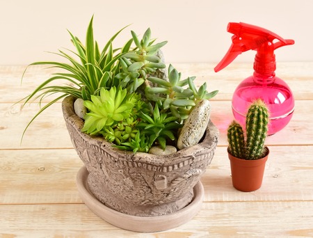 house plant. room flowers in a potの写真素材