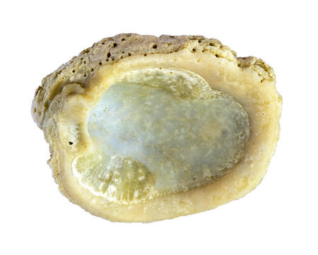 shell. sea molluskの写真素材
