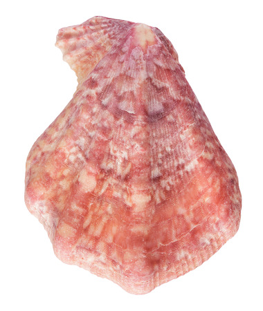 shell. sea molluskの写真素材