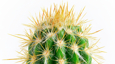 Potted plants. room flowers in a pot. cactusの写真素材