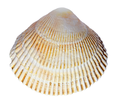 shell. sea molluskの写真素材