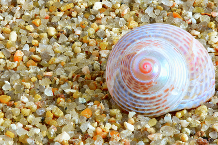 sea molluskの写真素材