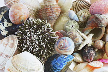 shell. sea molluskの写真素材