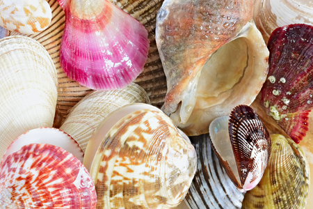 shell. sea molluskの写真素材