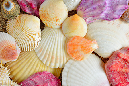 shell. sea molluskの写真素材