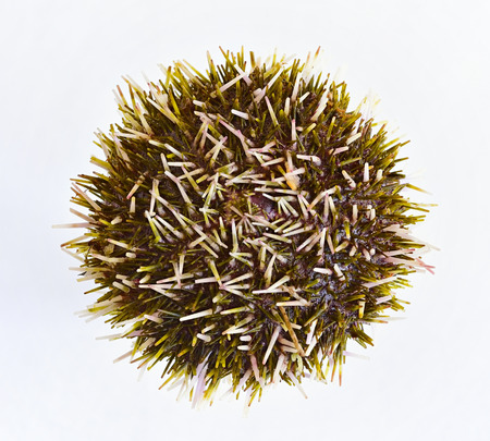 sea urchin. molluskの写真素材