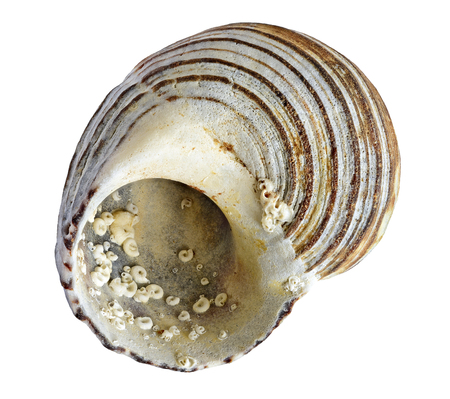 shell. sea molluskの写真素材