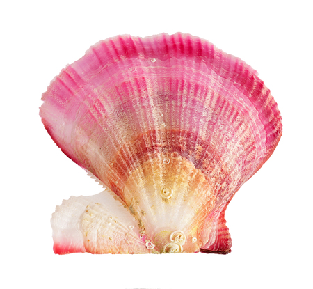 shell. sea molluskの写真素材