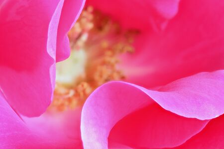 Rose close upの写真素材
