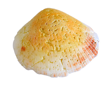 shell. sea molluskの写真素材