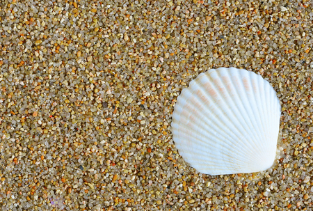 shell. sea molluskの写真素材