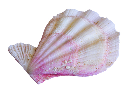 shell. sea molluskの写真素材