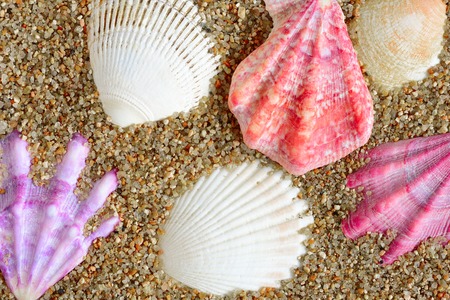 shell. sea molluskの写真素材