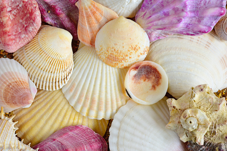 shell. sea molluskの写真素材