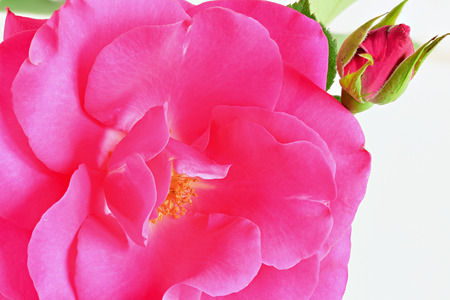 Rose on white backgroundの写真素材