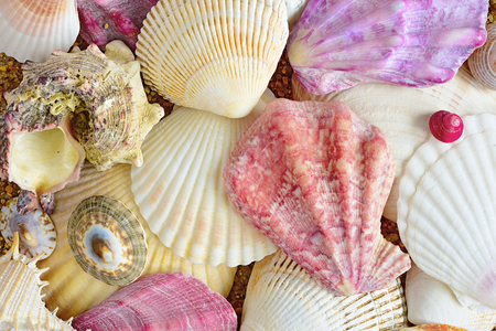 shell. sea molluskの写真素材