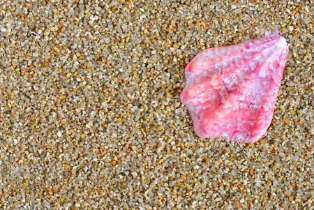 shell. sea molluskの写真素材