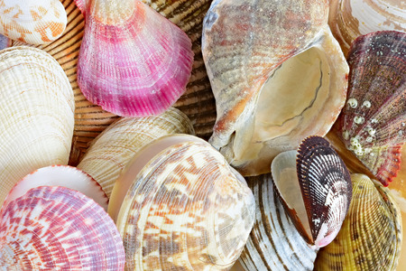 shell. sea molluskの写真素材