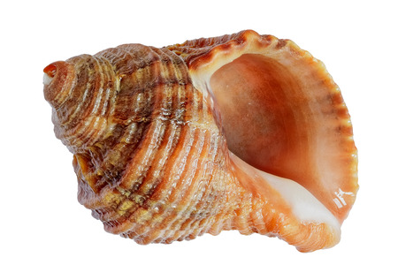 shell. sea molluskの写真素材