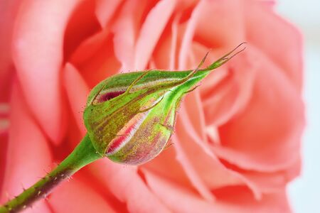 Roseの写真素材