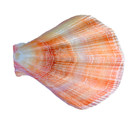 shell. sea molluskの写真素材