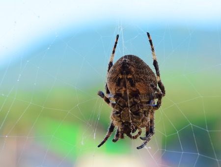 spiderの写真素材