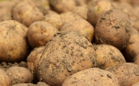 potatoの写真素材