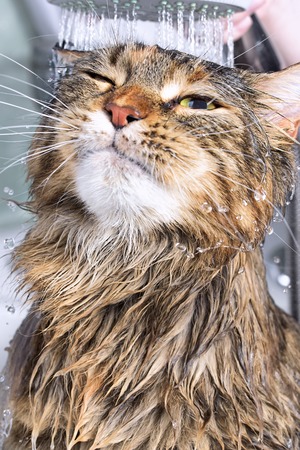 Wet cat in the bathの写真素材