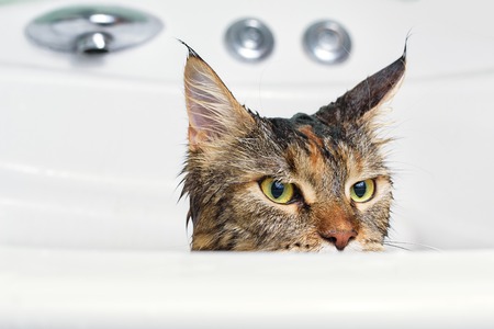 Wet cat in the bathの写真素材
