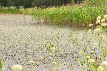 Swamp water with grass. Overgrown pond surface