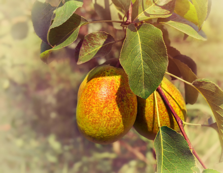 Pear on a branch. Pear tree in autumnの写真素材