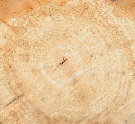 Wood log background. Wood log slice cutted tree trunk.の写真素材