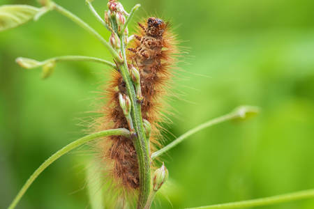Caterpillar on leaf. Caterpillar on green backgroundの写真素材