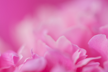 Pink petals with blurred focus. Pink backgroundの写真素材