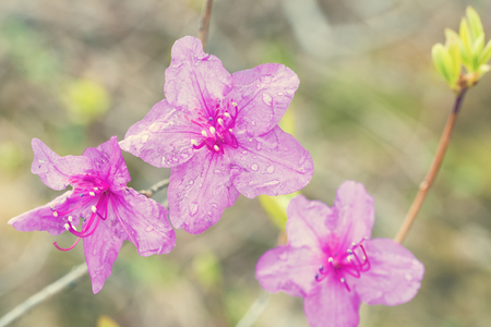 Rhododendron flower on light background. Beautiful pink rhododendron flowersの写真素材