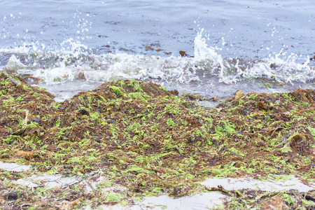 Seaweed on the beach. Seaweed littering a sandy beachの写真素材